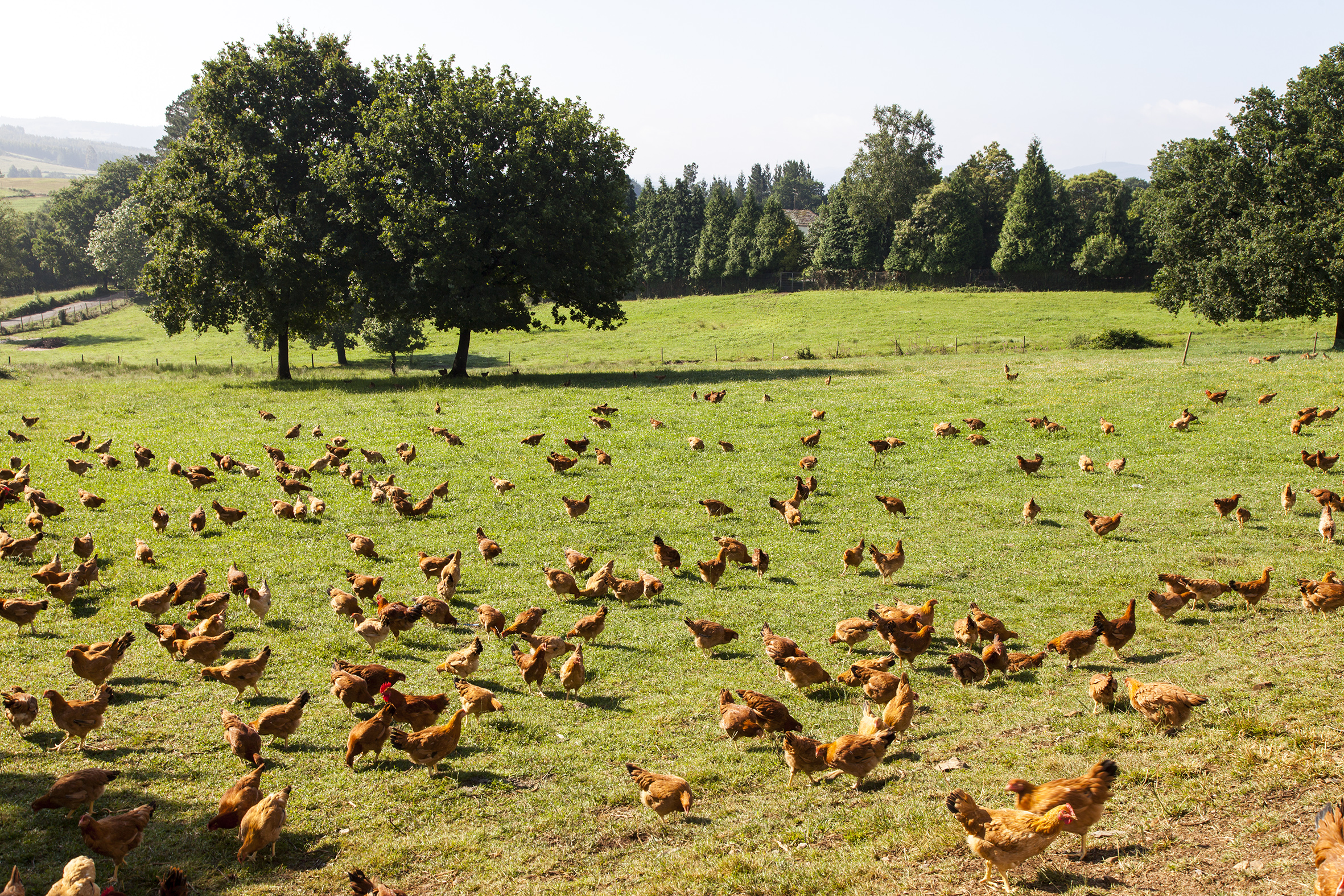 desarrollo del sector agroalimentario desarrollo del sector agroalimentario