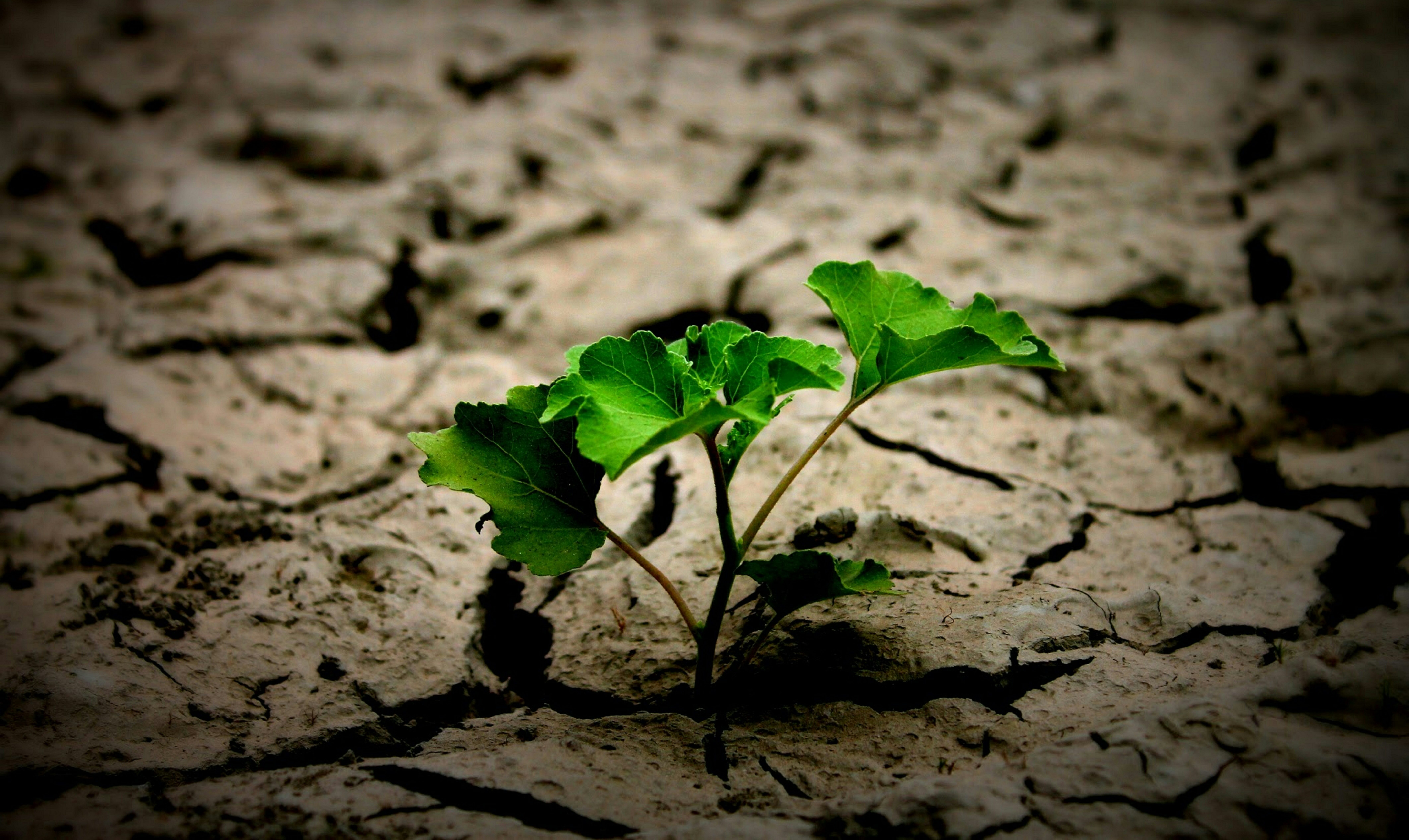 resiliencia organizacional resiliencia organizacional